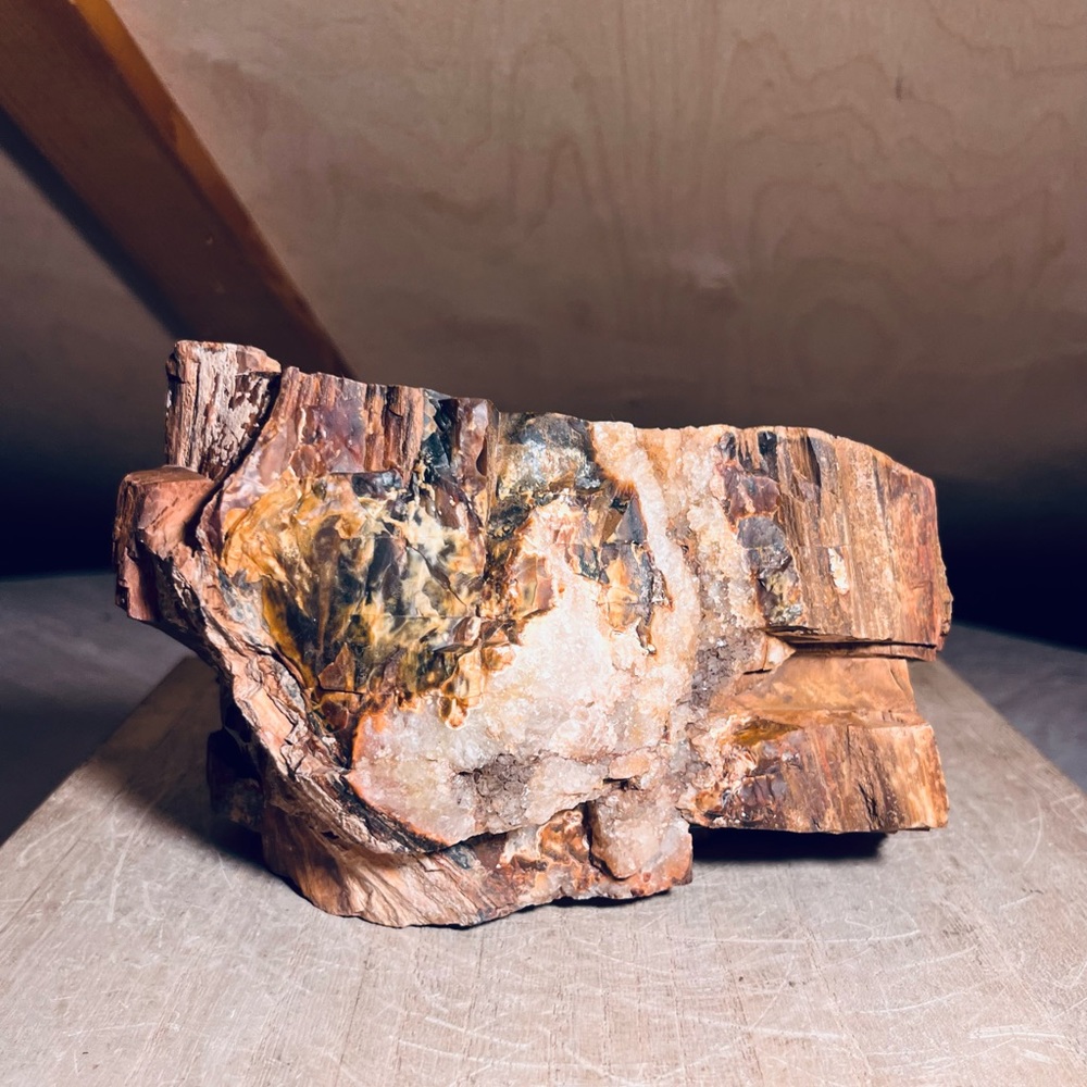 RARE! Large Druzy Crystal Petrified Wood Specimen